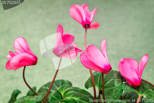 Image of Flowering cyclamen with flowers and green leaves.