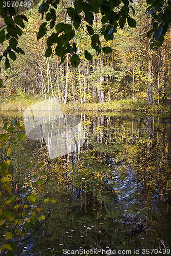 Image of Swamp in wild taiga in autumn