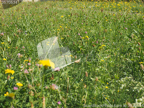 Image of Green grass meadow background