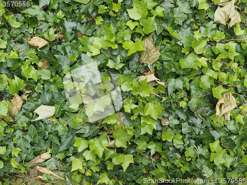 Image of Green ivy background