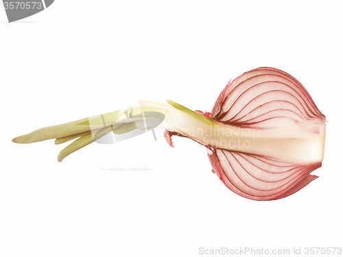 Image of Retro looking Red onions vegetable sliced isolated