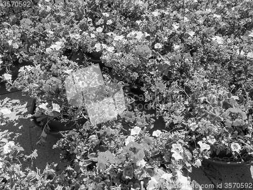 Image of Black and white 