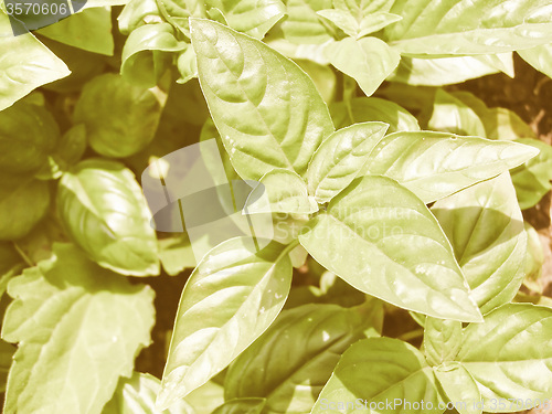 Image of Retro looking Basil