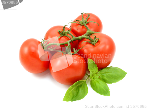 Image of Tomatoes on the vine with fresh basil leaves