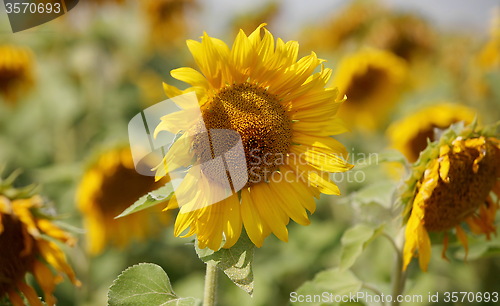 Image of sunflowers