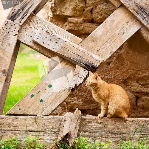 Image of feline in morocco africa and sweet face