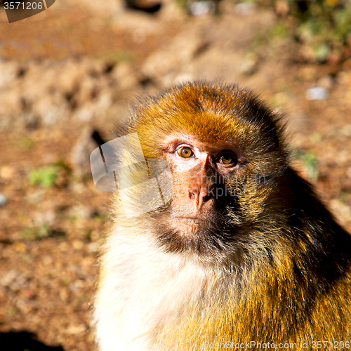 Image of old monkey in africa morocco and natural background fauna close 