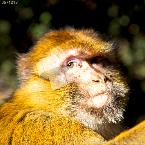 Image of old monkey in africa morocco and natural background fauna close 