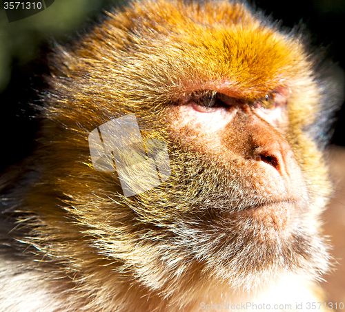 Image of old monkey in africa morocco and natural background fauna close 