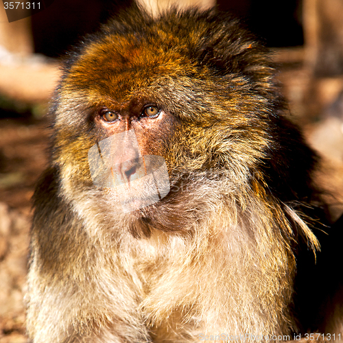 Image of old monkey in africa morocco and natural background fauna close 