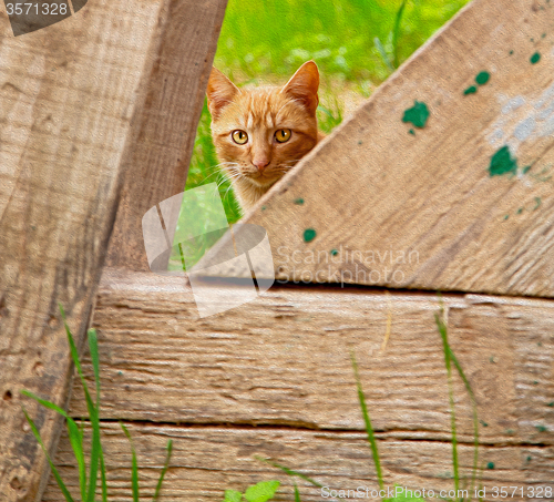Image of feline in morocco africa and   face