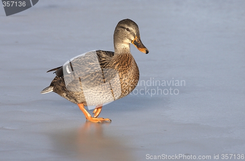 Image of Mallard on the ice