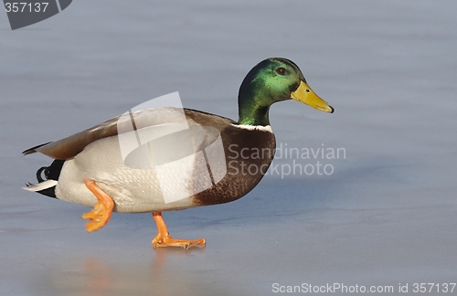 Image of Mallard on the ice