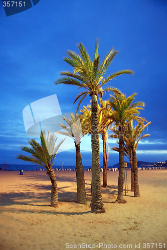 Image of Empty beach with palm by night