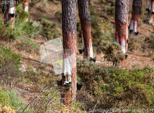 Image of Collect Pine Resin in Plastic Containers