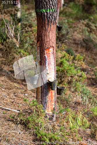 Image of Collect Pine Resin in Plastic Containers