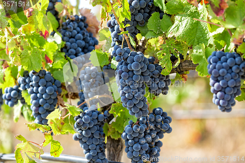 Image of Ripe Red Grapes with Green Leaves on the Grapevine