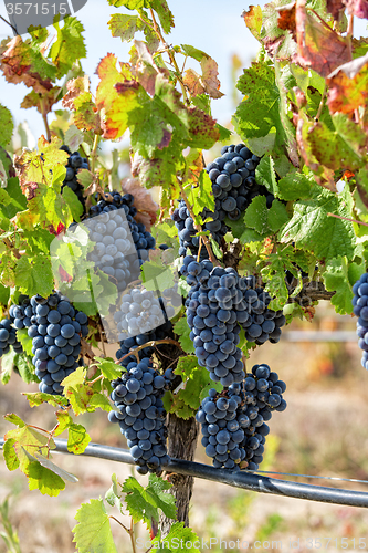 Image of Ripe Red Grapes with Green Leaves on the Grapevine