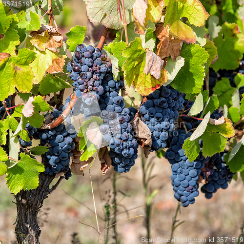 Image of Ripe Red Grapes with Green Leaves on the Grapevine