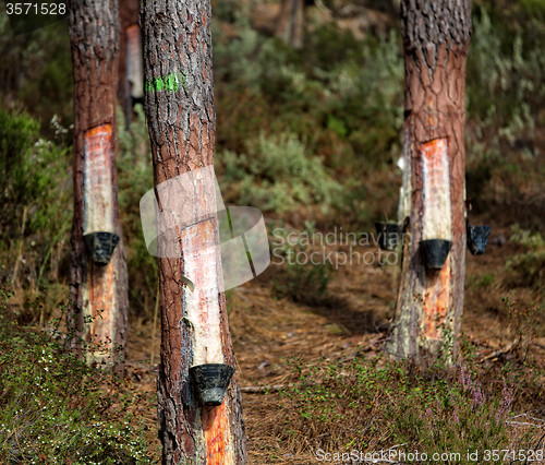 Image of Collect Pine Resin in Plastic Containers