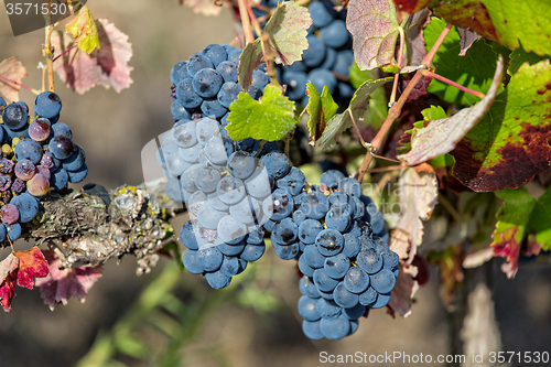 Image of Ripe Red Grapes with Green Leaves on the Grapevine