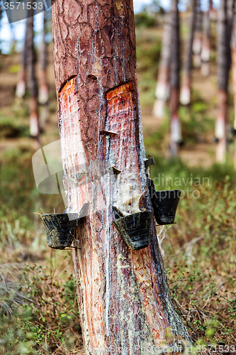 Image of Collect Pine Resin in Plastic Containers