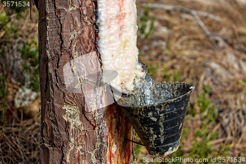 Image of Collect Pine Resin in Plastic Containers