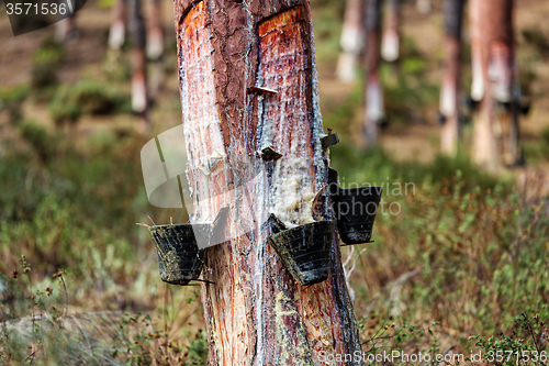 Image of Collect Pine Resin in Plastic Containers