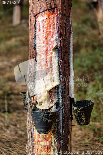 Image of Collect Pine Resin in Plastic Containers