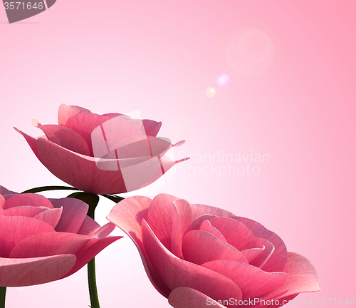 Image of Roses Copyspace Indicates Valentine Valentines And Blank