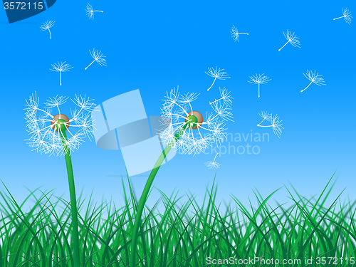 Image of Sky Grass Represents Dandelion Hair And Dandelions