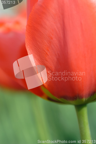 Image of Red Tulip