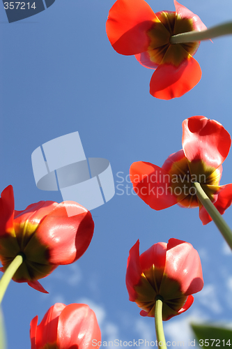 Image of Red tulips