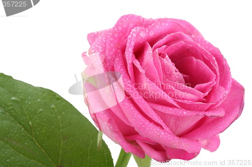 Image of Flower Rose