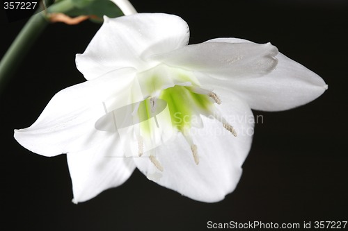 Image of White Flower