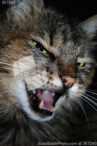 Image of Angry cat