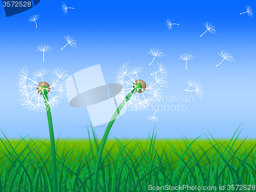 Image of Dandelion Sky Shows Green Pasture And Grass