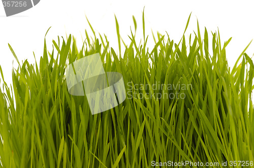 Image of Grass on white background