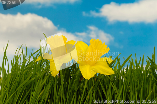 Image of Daffodil flowers
