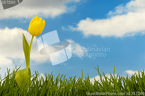 Image of Tulip, grass and clouds