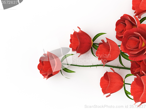 Image of Roses Love Indicates Petal Petals And Adoration