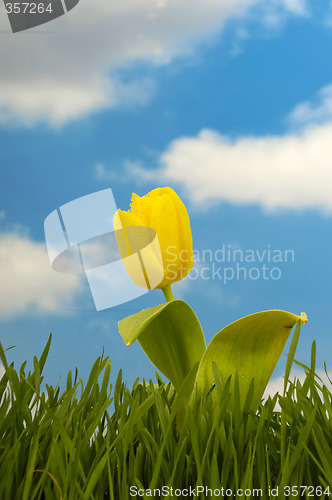 Image of Tulip
