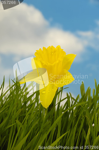 Image of Daffodil