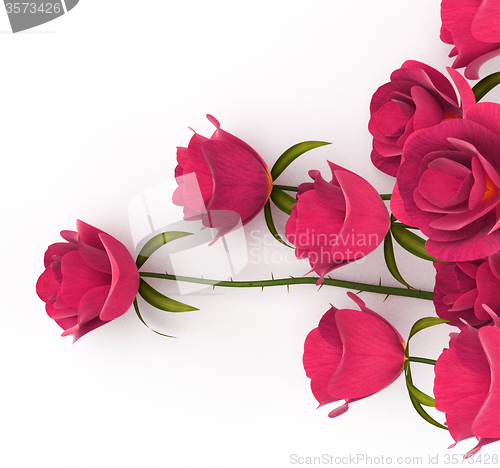 Image of Love Roses Represents Passion Romance And Dating