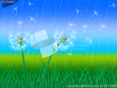 Image of Dandelion Grass Shows Sky Flower And Environment