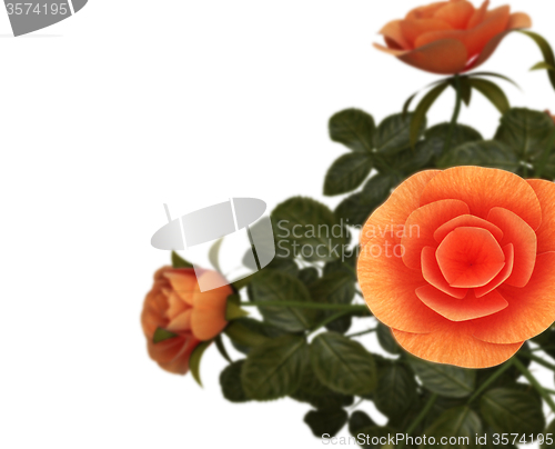 Image of Copyspace Roses Represents Flora Romance And Bloom