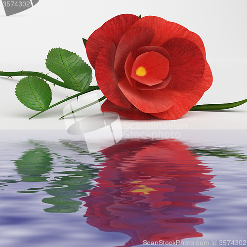 Image of Rose Love Represents Romance Flower And Bloom
