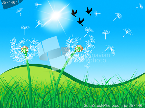 Image of Grass Birds Shows Dandelion Seeds And Countryside