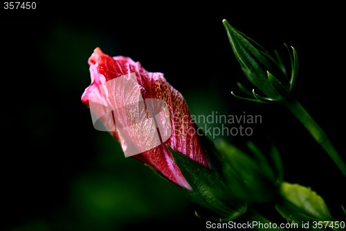 Image of red hibiscus blooming