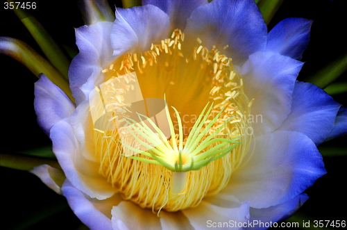 Image of Flower of a cactus